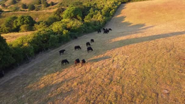 Filmagem Aérea Black Bulls Cows Farm Inglaterra — Vídeo de Stock