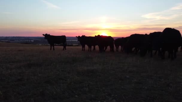 Ngiltere Deki Hava Görüntüleri Kara Boğalar Nekler Çiftliği — Stok video