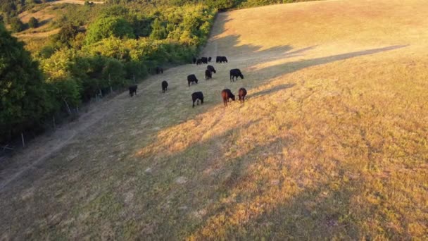 Αεροφωτογραφία Black Bulls Cows Farm Στην Αγγλία — Αρχείο Βίντεο