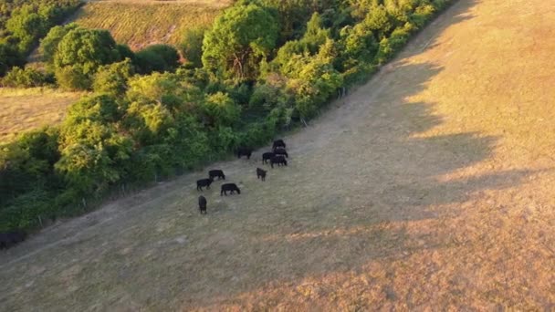 Filmación Aérea Granja Toros Negros Vacas Inglaterra — Vídeo de stock