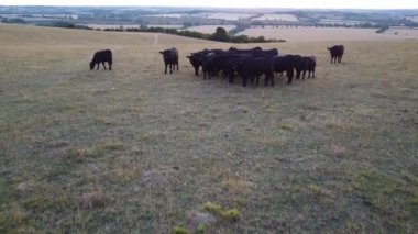İngiltere 'deki Hava Görüntüleri Kara Boğalar ve İnekler Çiftliği