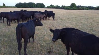 İngiltere 'deki Hava Görüntüleri Kara Boğalar ve İnekler Çiftliği