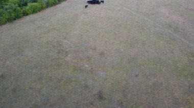 İngiltere 'deki Hava Görüntüleri Kara Boğalar ve İnekler Çiftliği