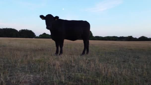Filmagem Aérea Black Bulls Cows Farm Inglaterra — Vídeo de Stock