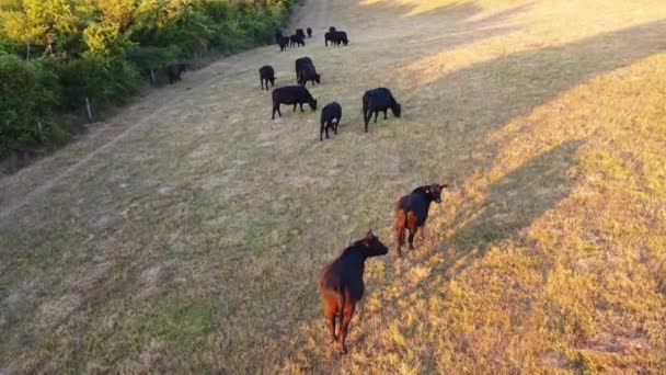 Aerial Videage Black Bulls Cows Farm Anglii — Wideo stockowe