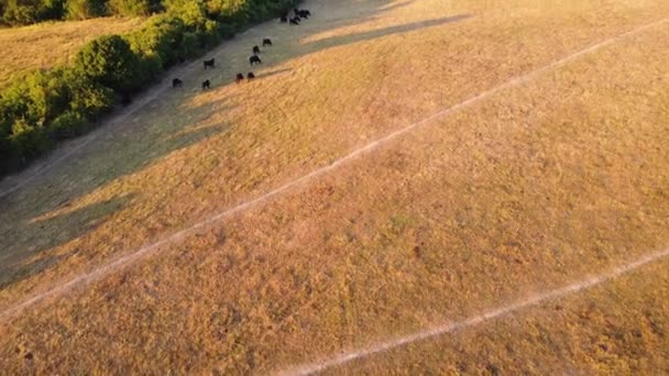 Luftaufnahmen Black Bulls Cows Farm England — Stockvideo