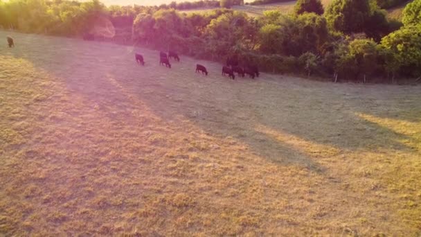 Повітряні Кадри Ферми Чорних Биків Корів Англії — стокове відео