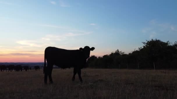 Αεροφωτογραφία Black Bulls Cows Farm Στην Αγγλία — Αρχείο Βίντεο