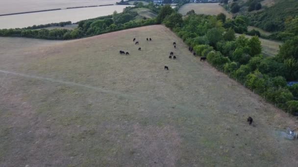 Повітряні Кадри Ферми Чорних Биків Корів Англії — стокове відео