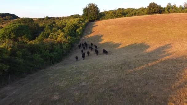 Aerial Videage Black Bulls Cows Farm Anglii — Wideo stockowe