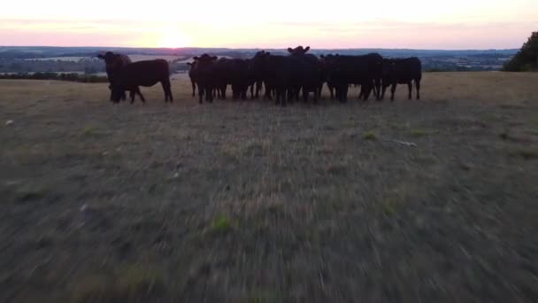 Flygbilder Black Bulls Cows Farm England — Stockvideo