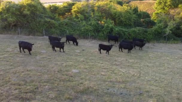 Aerial Footage Black Bulls Cows Farm Inggris — Stok Video