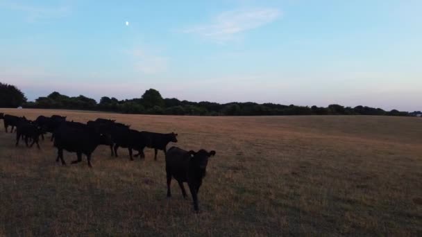 Aerial Footage Black Bulls Cows Farm England — Stock Video