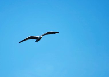 Martı gökyüzünde uçuyor.  