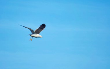 Martı gökyüzünde uçuyor.  