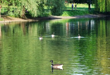 Göldeki sevimli ördekler