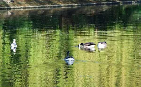 Canards Mignons Dans Lac — Photo