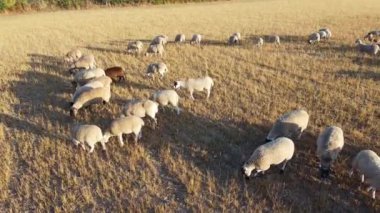İngiliz Koyun Çiftliklerinin Dunstable Bedfordshire İngiltere 'deki Hava Görüntüleri, İnsansız Hava Aracı' nın Yüksek Açılı Görüntüsü