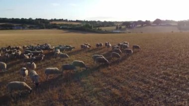 İngiliz Koyun Çiftliklerinin Dunstable Bedfordshire İngiltere 'deki Hava Görüntüleri, İnsansız Hava Aracı' nın Yüksek Açılı Görüntüsü