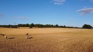 İngiliz Koyun Çiftliklerinin Dunstable Bedfordshire İngiltere 'deki Hava Görüntüleri, İnsansız Hava Aracı' nın Yüksek Açılı Görüntüsü