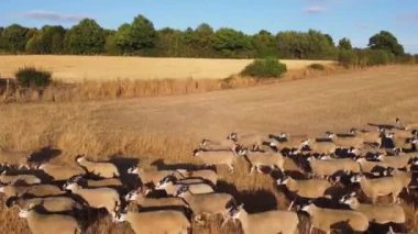 İngiliz Koyun Çiftliklerinin Dunstable Bedfordshire İngiltere 'deki Hava Görüntüleri, İnsansız Hava Aracı' nın Yüksek Açılı Görüntüsü