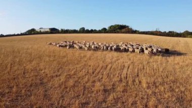 İngiliz Koyun Çiftliklerinin Dunstable Bedfordshire İngiltere 'deki Hava Görüntüleri, İnsansız Hava Aracı' nın Yüksek Açılı Görüntüsü