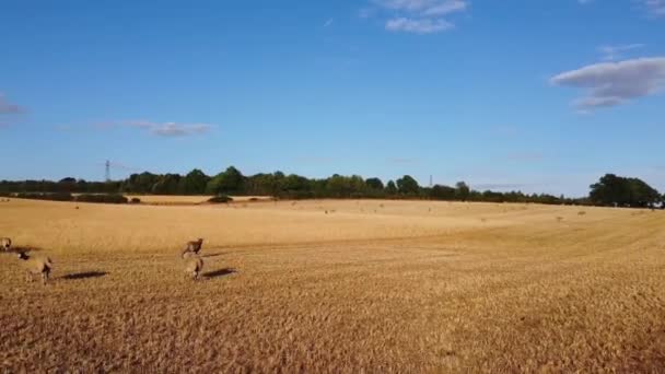 Aerial Footage British Sheep Farms Dunstable Bedfordshire England Drone High — стокове відео