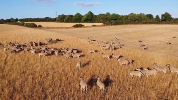 Aerial Footage British Sheep Farms Dunstable Bedfordshire England Drone High — Stock Video