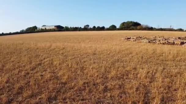 英国英格兰贝德福德郡 Dunstable Bedfordshire England Drone High Angle Footage 英国绵羊饲养场的空中拍摄 — 图库视频影像