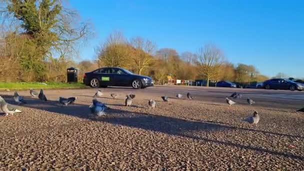 Birds Flying Luton Town England — Stock Video