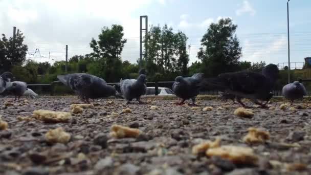 Кадри Зграї Птахів Живляться Летять Місцевому Громадському Парковці Автомобілів — стокове відео