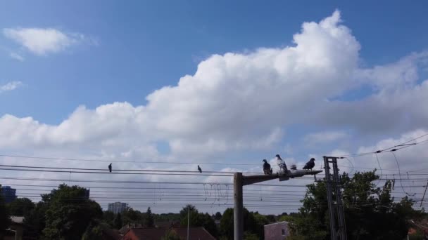 Gołębie Antenach Chmury Tle — Wideo stockowe