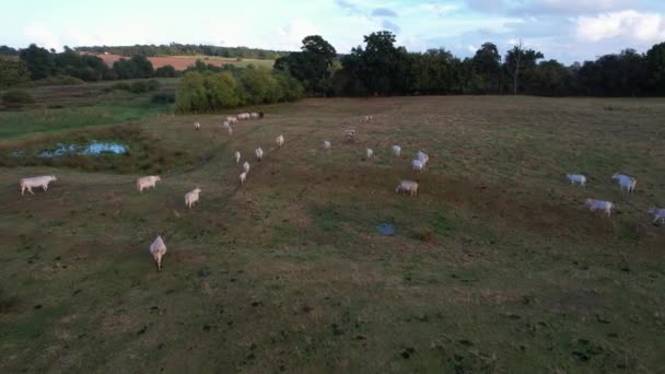 Hoge Hoek Uitzicht Witte Koeien Stieren British Agricultural Farm — Stockvideo