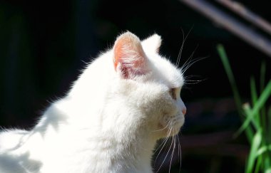 Bahçedeki sevimli beyaz kedi yavrusu