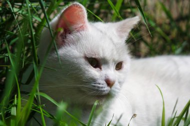 Bahçedeki sevimli beyaz kedi yavrusu