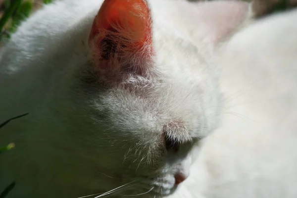 Schattig Wit Kitten Tuin — Stockfoto