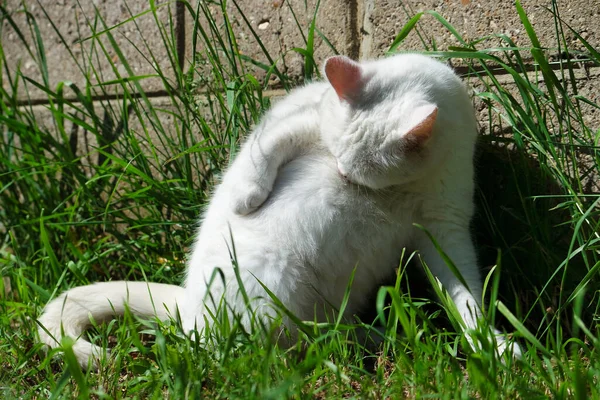 Bahçedeki Sevimli Beyaz Kedi Yavrusu — Stok fotoğraf