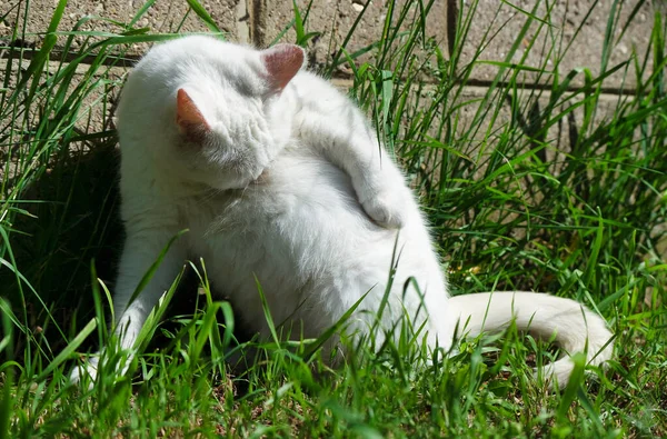 庭の可愛い白い子猫さん — ストック写真