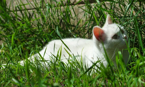 Mignon Chaton Blanc Dans Jardin — Photo