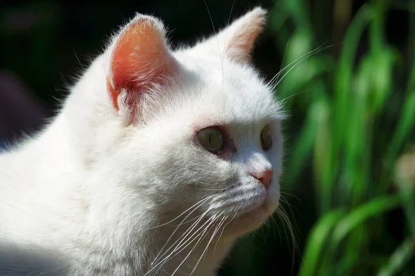 Милий Білий Кошеня Саду — стокове фото