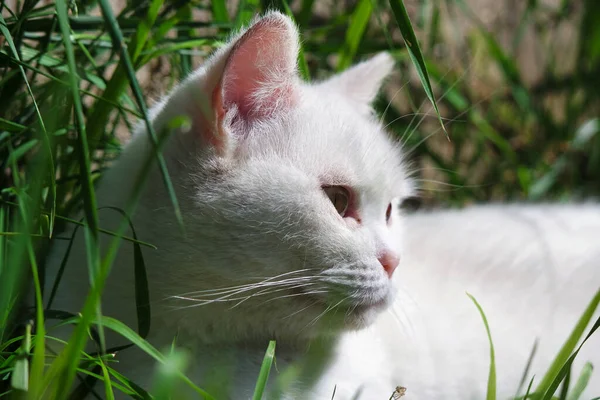 Χαριτωμένο Λευκό Γατάκι Στον Κήπο — Φωτογραφία Αρχείου