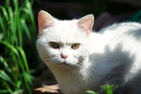 Schattig Wit Kitten Tuin — Stockfoto