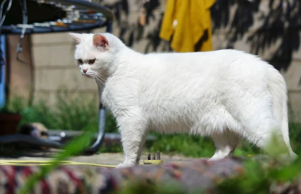 Cute White Kitten in the Garden