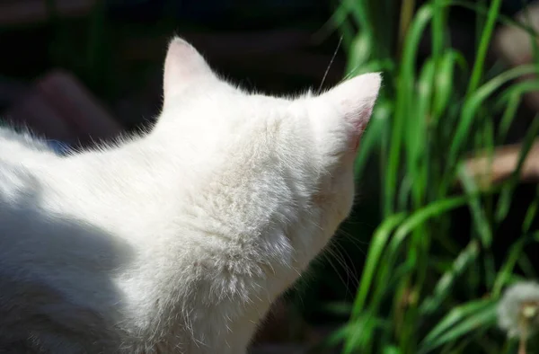 Słodkie Biały Kotek Ogród — Zdjęcie stockowe