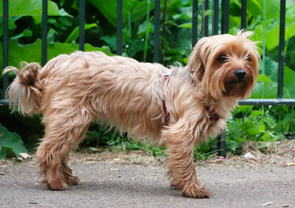 Симпатичная Собака Парке — стоковое фото
