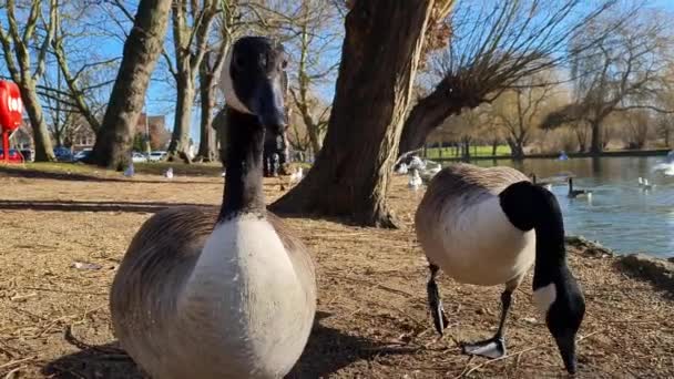 Slow Motion Water Birds Local Lake Bedford Town Inghilterra Filmato — Video Stock