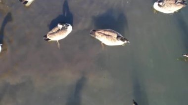 Luton Town, İngiltere 'deki Wardown Gölü Halk Parkı' nda Su Kuşları. Görüntü İHA 'nın Kamerası ile 13 Şubat 2023' te Güzel Sıcak ve Güneşli bir günde çekildi.