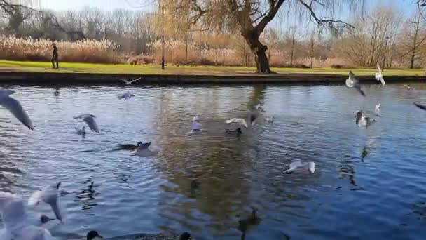 Slow Motion Water Birds Local Lake Bedford Town England Footage — Stock Video