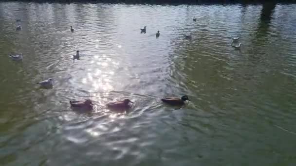 Медленное Движение Водоплавающих Птиц Местном Озере Беттаун Англии Съемка Сделана — стоковое видео