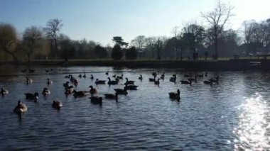 Luton Town, İngiltere 'deki Wardown Gölü Halk Parkı' nda Su Kuşları. Görüntü İHA 'nın Kamerası ile 13 Şubat 2023' te Güzel Sıcak ve Güneşli bir günde çekildi.